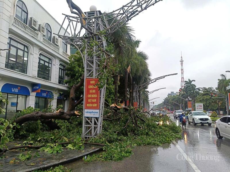 Cây xanh lâu năm nằm trên đại lộ Lê Lợi, tuyến phố trung tâm nhất của tỉnh Thanh Hóa bật gốc