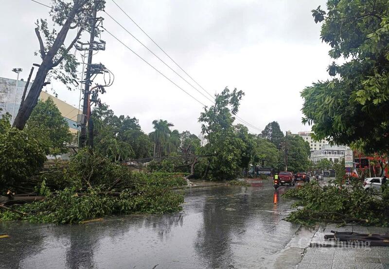 Để đảm bảo an toàn, lực lượng chức năng đang tích cực xử lý các cây đổ, mặc dù trời đang mưa to