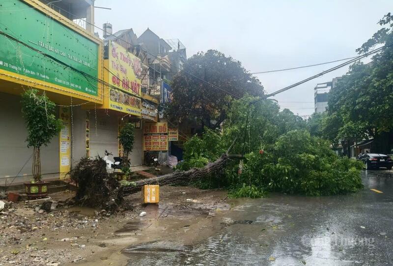 Một cây to trên đường Trường Thi, phường Hạc Thành