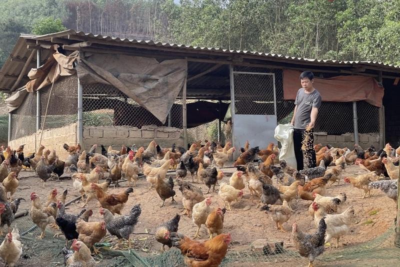 Mô hình nuôi gà phát triển kinh tế của anh Bế Văn Lỵ, xã Tiên Yên, tỉnh Quảng Ninh. Ảnh: CTV
