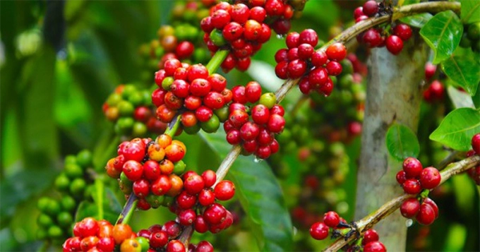 Giá cà phê Arabica kỳ hạn tháng 12 đánh mất 3,22% xuống 8.237 USD/tấn. Ảnh minh hoạ