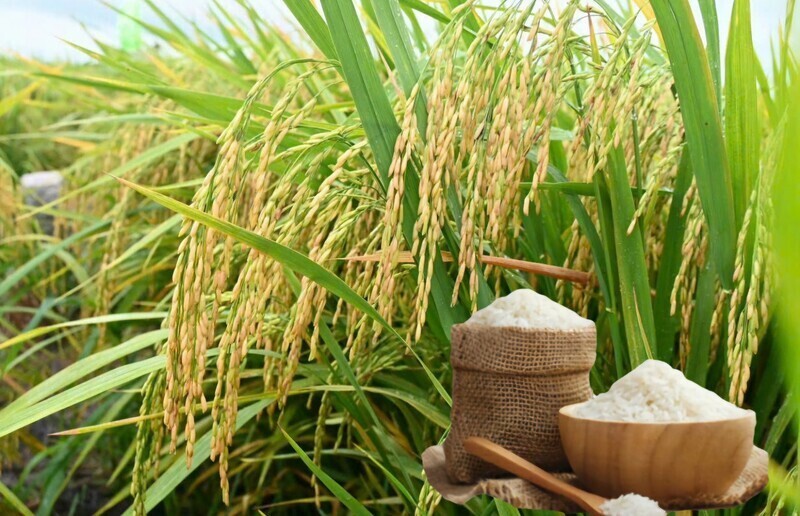 Xuất khẩu gạo Việt ghi nhận bước tiến lớn khi mở rộng thị trường ra quốc tế.