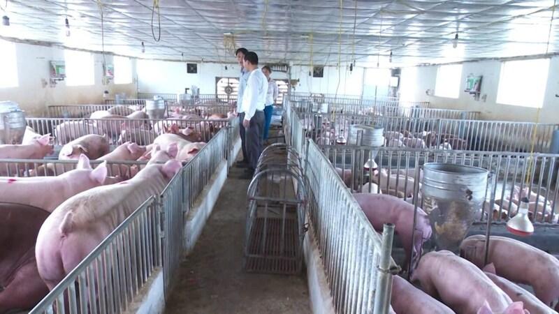 Chăn nuôi heo theo hướng an toàn sinh học giúp giảm rủi ro dịch bệnh