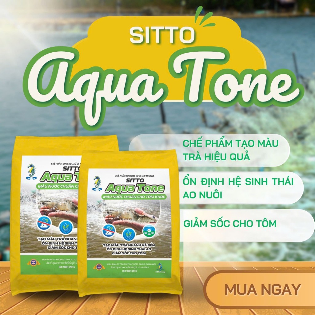 Màu nước chuẩn - Giải pháp bền vững cho ao tôm khoẻ Màu nước chuẩn - Giải pháp bền vững cho ao tôm khoẻ