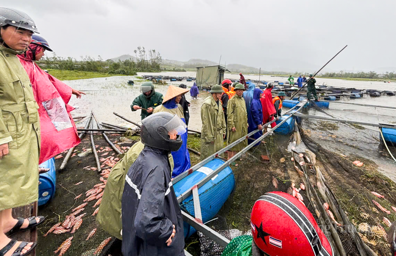 “Trong đêm ngày 28/9 có mưa lớn, gió giật dữ dội chúng tôi không dám ở lại ao nuôi. Đến sáng nay khi ra thăm ao sớm thì phát hiện lượng lớn cá bị trôi mất và chết hàng loạt. Số cá này đã sắp đến ngày xuất bán, giờ chết hết thế này gia đình tôi mất trắng hàng chục tấn cá. Năm nay không biết kiếm đâu ra tiền để gây dựng lại”, anh Tuấn rưng rưng chia sẻ. Ảnh: Phúc Sơn.