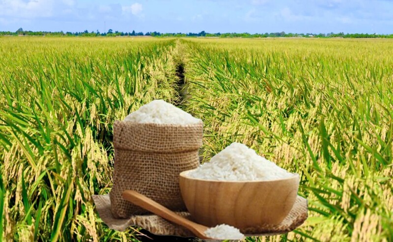 Giá lúa gạo hôm nay ngày 1/10: Gạo xuất khẩu giảm, lúa vững giá. Ảnh: Thanh Minh.