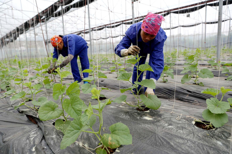 Mô hình trang trại trồng rau an toàn trong nhà kính theo tiêu chuẩn VietGap tại Phú Thọ. Ảnh: TTXVN