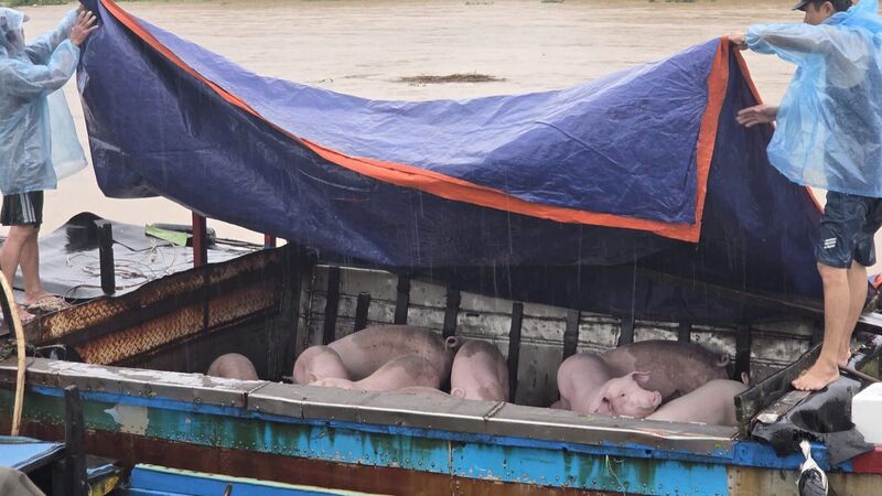 Đàn heo được người dân đưa lên ghe để chạy lũ.