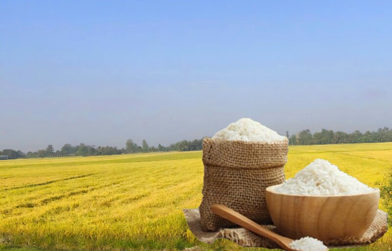 Giá lúa gạo hôm nay ngày 31/10: Thị trường lặng sóng. Ảnh: Thanh Minh.