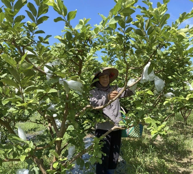 Ổi là sản phẩm chủ lực của bà con phường Hoành Bồ (Quảng Ninh) (Ảnh: Mỹ Dung)