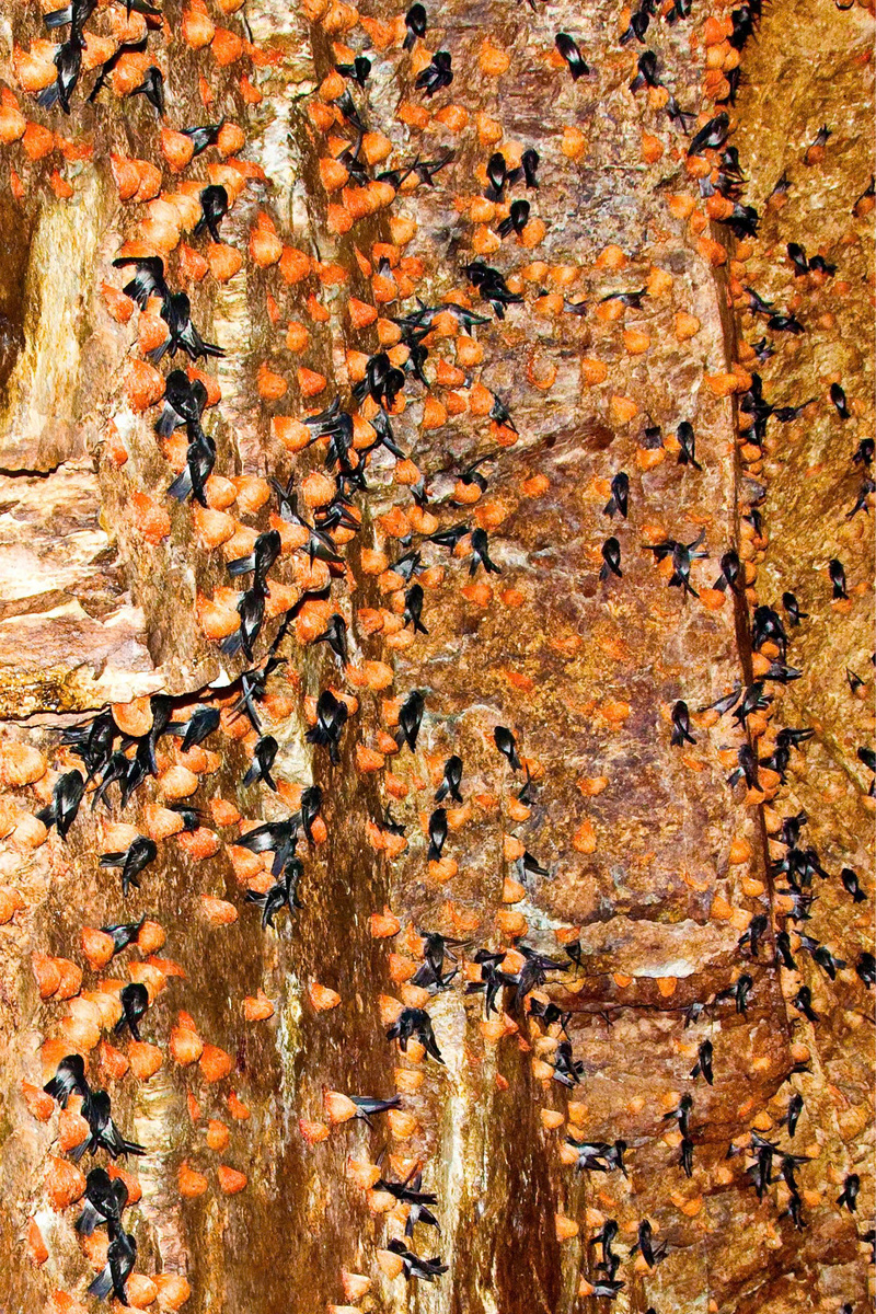 Các cá thể chim yến tại đảo Yến tỉnh Khánh Hòa.