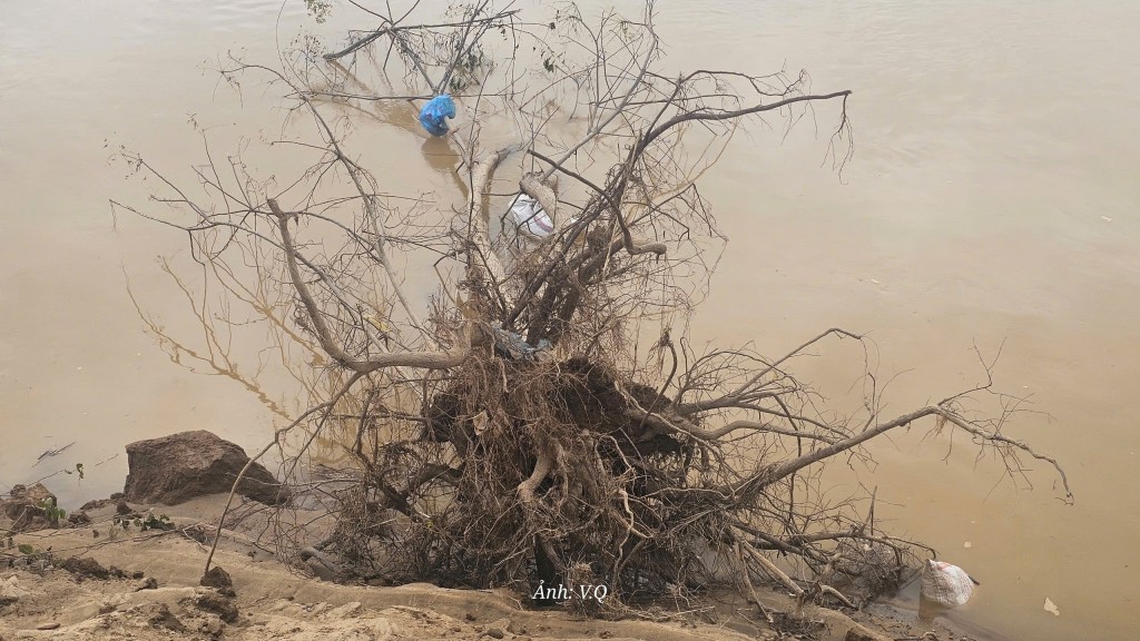 Lũ cuốn trôi hàng chục hecta đất ven Thu Bồn, người dân hốt hoảng