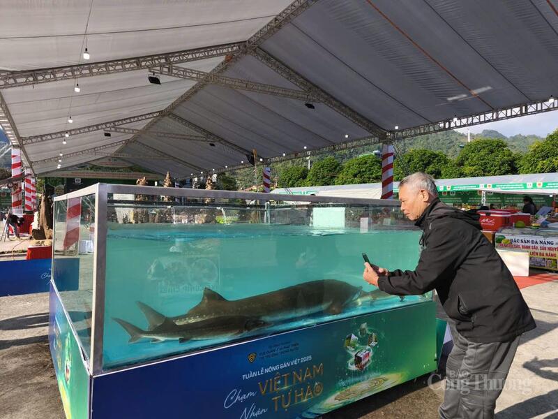 Du khách ghi lại khoảnh khắc được chiêm ngưỡng Cá tầm Siberi nặng 50kg