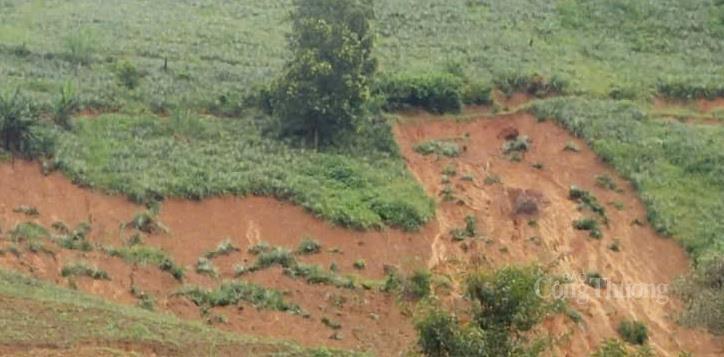 Diện tích trồng dứa của người dân xã Yang Mai bị thiệt hại nặng nề