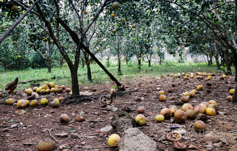 Thế nhưng, năm nay, người dân trồng bưởi đang đối diện tình trạng rụng quả chưa từng có. Thống kê sơ bộ của Hội nông dân xã Đức Thọ, có khoảng 40 - 50% sản lượng với khoảng 300.000 quả bị rụng, hư hỏng.