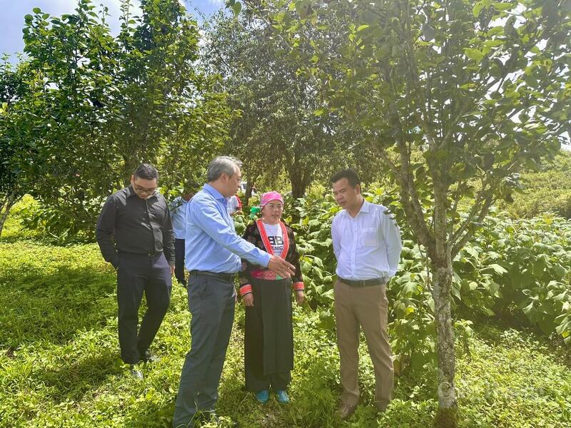 Phó Cục trưởng Cục Thương mại điện tử và Kinh tế số (Bộ Công Thương) Hoàng Ninh cùng Phó Giám đốc Sở Công Thương Lai Châu Trần Văn Hùng thực tế tại mô hình trồng dược liệu xã Sìn Hồ.