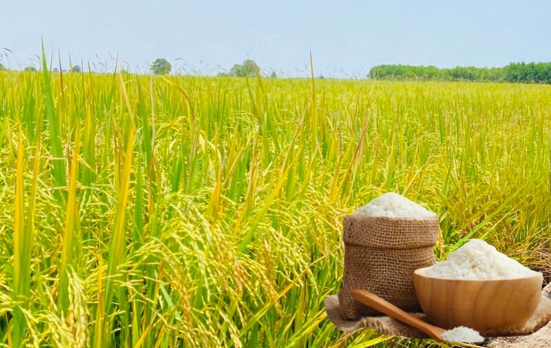Giá lúa gạo hôm nay ngày 20/12: Gạo bình ổn, lúa tươi chững giá. Ảnh: Thanh Minh.