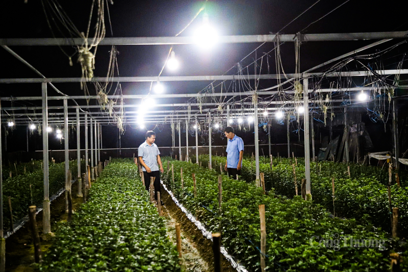 Hiện nay, khách hàng nội tỉnh và các tỉnh lân cận đã bắt đầu liên hệ đặt hàng của nhiều hộ dân ở thôn Xuân Sơn.