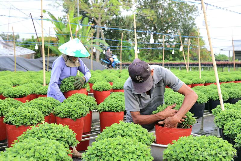 Thông qua hoạt động livestream, ngành Công Thương Đồng Tháp mong muốn hình thành kênh bán hàng trực tuyến hiện đại, giúp nhà vườn kết nối trực tiếp với khách hàng, góp phần nâng cao giá trị thương hiệu hoa kiểng Đồng Tháp. Ảnh minh họa.