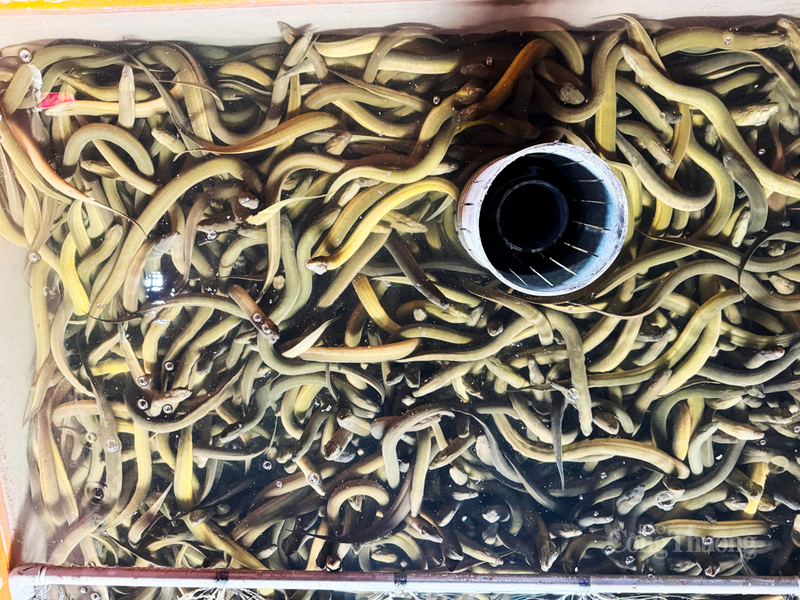 Bà Nguyễn Thị Thanh Tiếu - Chủ tịch Hội Nông dân xã Đức Thọ đánh giá, các mô hình nuôi lươn không bùn trên địa bàn bước đầu cho hiệu quả tích cực, phù hợp với điều kiện của địa phương. Thời gian tới, Hội Nông dân xã sẽ tiếp tục đồng hành cùng các hộ, phối hợp với các ngành chức năng để hỗ trợ kỹ thuật, kết nối tiêu thụ sản phẩm.