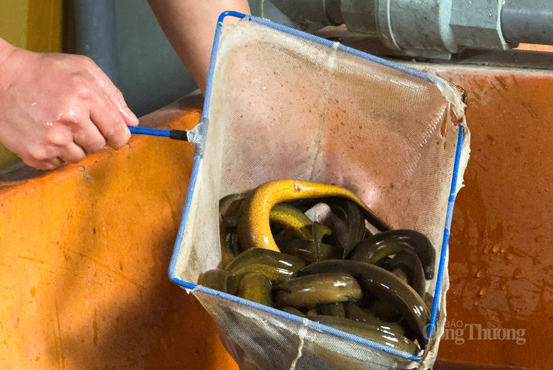 “Thời điểm cuối năm, không chỉ các cơ sở trong tỉnh mà các thương lái từ Nghệ An, Đà Nẵng cũng liên hệ đặt hàng. Mục tiêu của tôi là xây dựng một chuỗi cung ứng khép kín, từ khâu nhân giống đến bao tiêu sản phẩm cho bà con quanh vùng”, anh Dung bày tỏ.