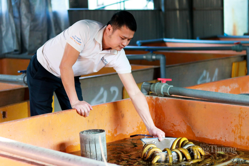 Tại phường Hà Huy Tập và xã Hà Linh, anh Phạm Ngọc Dung (trú phường Hà Huy Tập) đã mạnh dạn đầu tư 5.000 m² đặt bể nhựa composite để nuôi lươn không bùn. Mỗi năm, trang trại này cung cấp ra thị trường từ 60 - 70 tấn lươn thương phẩm.