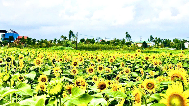 Hiện tại, cánh đồng hoa hướng dương được mở cửa miễn phí cho người dân vào tham quan. Ảnh: Nguyễn Dương