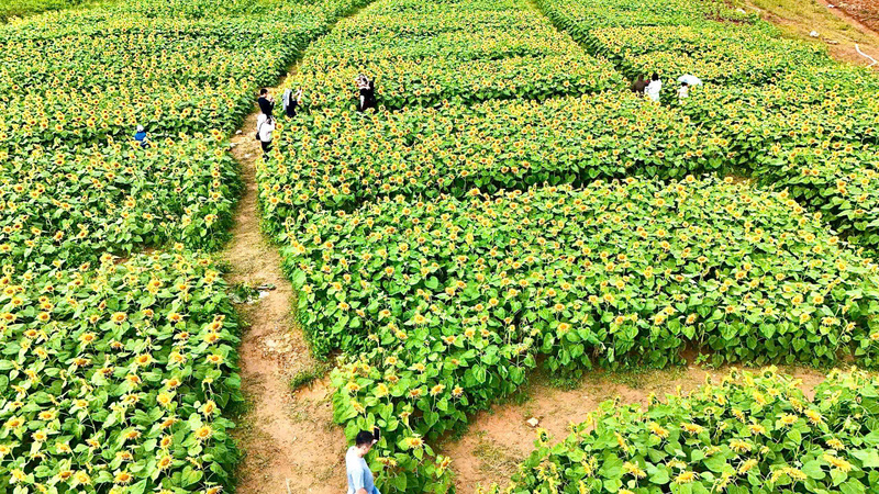 Các luống hoa được trồng ngay ngắn, thẳng hàng, mở ra lối đi rộng rãi để du khách dễ dàng dạo bước, ngắm hoa và ghi lại những khoảnh khắc đẹp. Ảnh: Nguyễn Dương