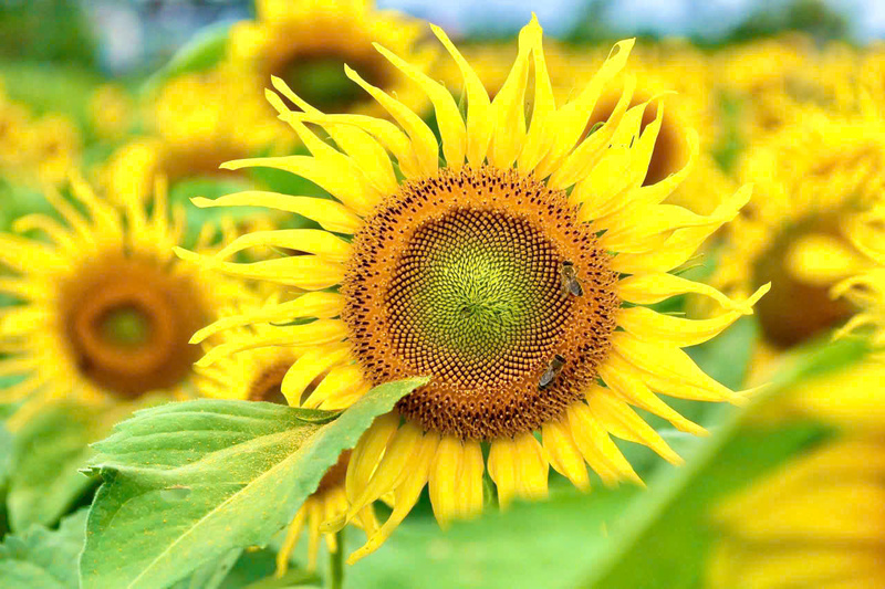 Những đóa hoa hướng dương bung nở rực rỡ. Ảnh: Nguyễn Dương