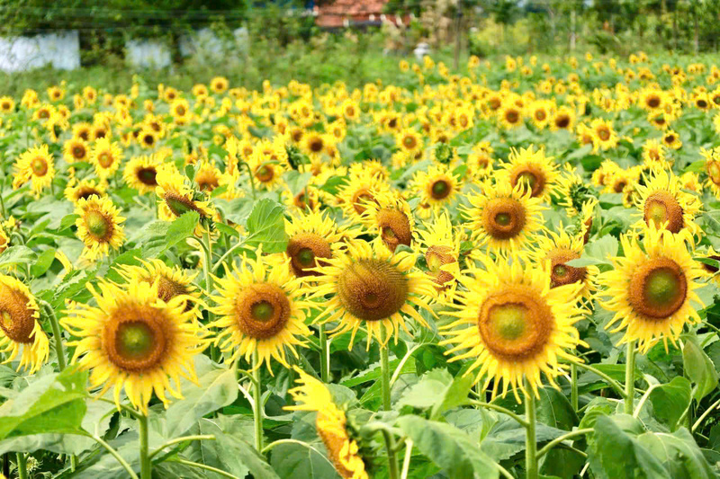 Những cây hướng dương cao khoảng 1m, thân thẳng, lá xanh mướt, vươn mình đón nắng. Ảnh: Nguyễn Dương