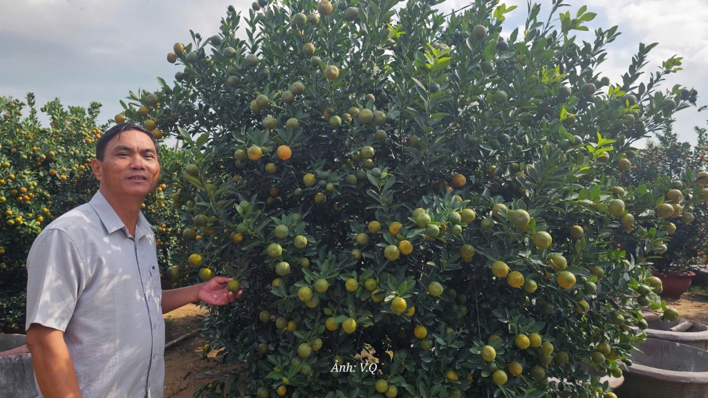 Quất kiểng Cẩm Hà rủng rỉnh đón Tết Nguyên đán 2026