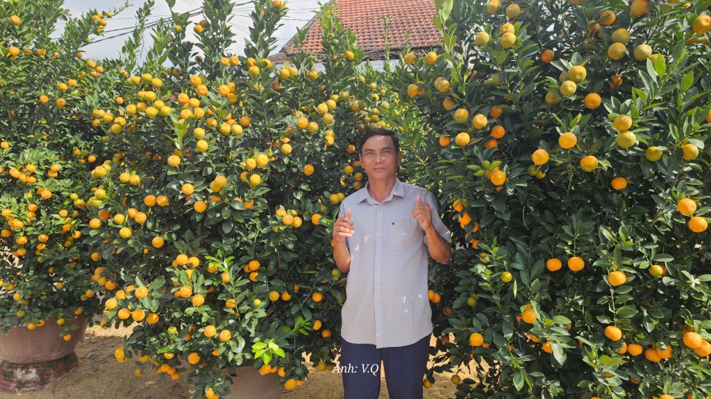 Quất kiểng Cẩm Hà rủng rỉnh đón Tết Nguyên đán