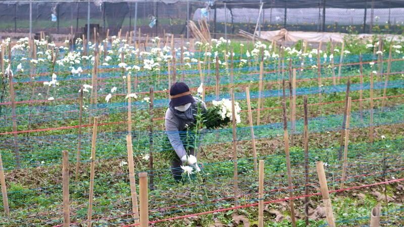 Vụ hoa Tết cận kề, người dân Tây Tựu miệt mài chăm sóc từng luống hoa, gửi gắm kỳ vọng vào mùa xuân sắp tới. Ảnh: Hồng Ngọc