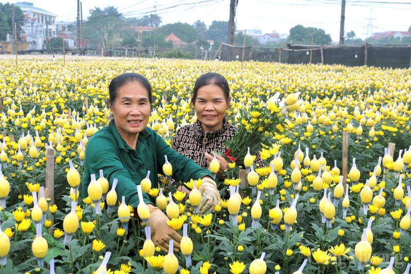 Giữa cánh đồng hoa Tây Tựu những ngày giáp Tết, nụ cười của những người dân nơi đây vẫn luôn nở, gửi gắm hy vọng về một mùa xuân đủ đầy. Ảnh: Hồng Ngọc