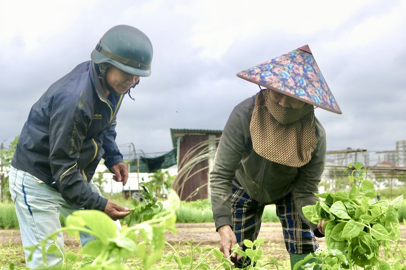Khách hàng và thương lái đến mua rau trực tiếp tại làng rau La Hường. Ảnh: Ngọc Thảo