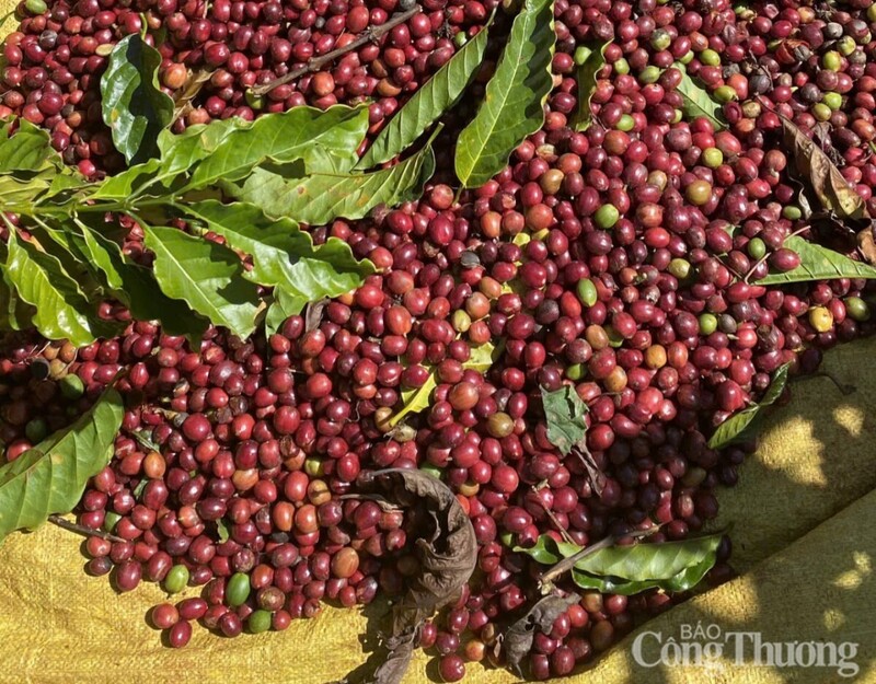 Nguồn cung dồi dào từ Brazil và Đông Nam Á kéo giá cà phê thế giới giảm mạnh