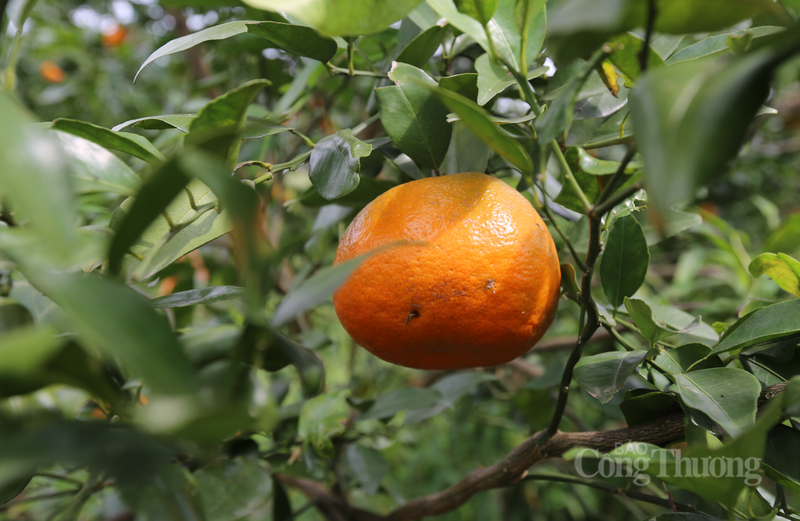 Những quả cam bù to tròn, vỏ mỏng mọng nước, khi chín chuyển từ màu vàng hanh sang sắc đỏ cam rực rỡ