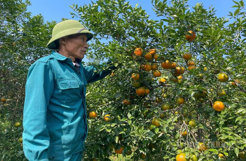 “Năm nay, sản lượng cao hơn hẳn năm ngoái. Với 900 gốc cam, tôi dự kiến thu về từ 15 - 20 tấn quả. Do lượng quả trên cành quá sai, tôi và gia đình đã phải dùng cọc tre để chống đỡ, tránh việc gãy cành khi gặp gió lớn hoặc khi quả vào độ chín mọng nhất”, anh Đồng chia sẻ.