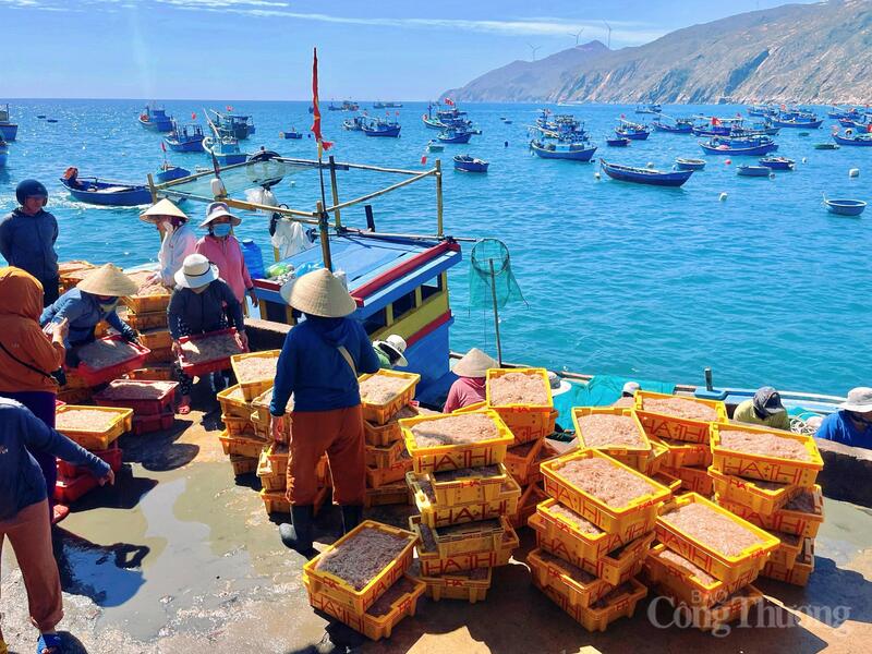 Vùng biển Nhơn Lý (phường Quy Nhơn Đông), không khí lao động trở nên sôi động hơn hẳn khi ruốc bước vào chính vụ. Ảnh: Hoàng Lợi