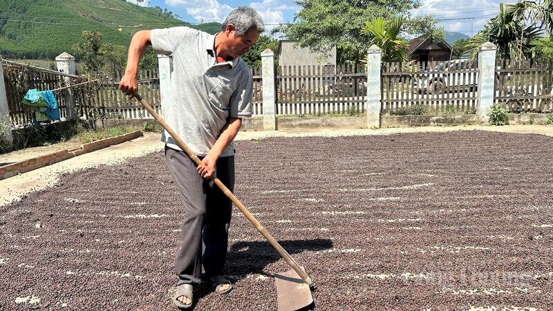 Ông Trịnh Văn Hồng đang phơi cà phê.