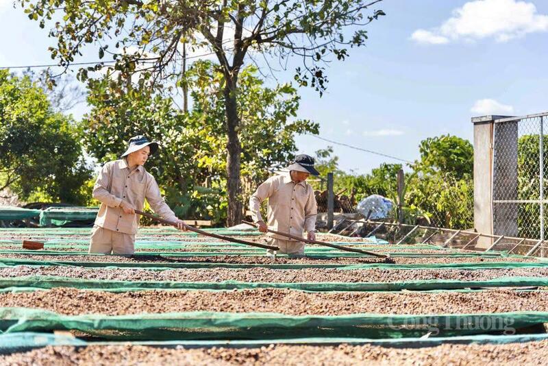 Gia Lai yêu cầu các sở, ngành chủ động hỗ trợ doanh nghiệp xuất khẩu ổn định thị trường và tháo gỡ khó khăn sản xuất. Ảnh: Hoàng Phát