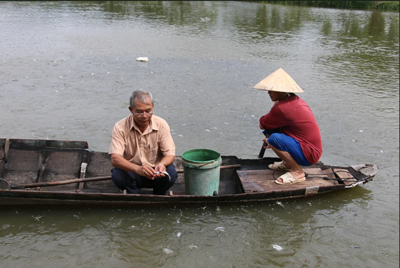 Giữa bối cảnh giá cá tra tăng cao cần tập trung vào chất lượng hơn là mở rộng diện tích ồ ạt. Ảnh: NVCC