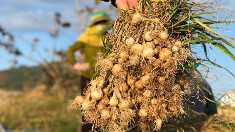 Tỏi Lý Sơn được trồng trên nham thạch núi lửa phong hóa triệu năm tuổi và cát trắng nên có hương vị rất thơm ngon. Ảnh: Nguyễn Dương