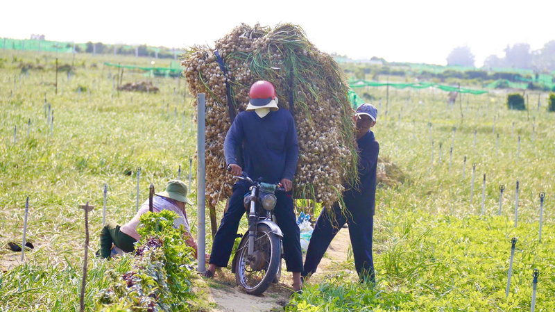 Dù không được giá nhưng tỏi Lý Sơn vẫn là loại nông sản có giá trị kinh tế cao. Ảnh: Nguyễn Dương