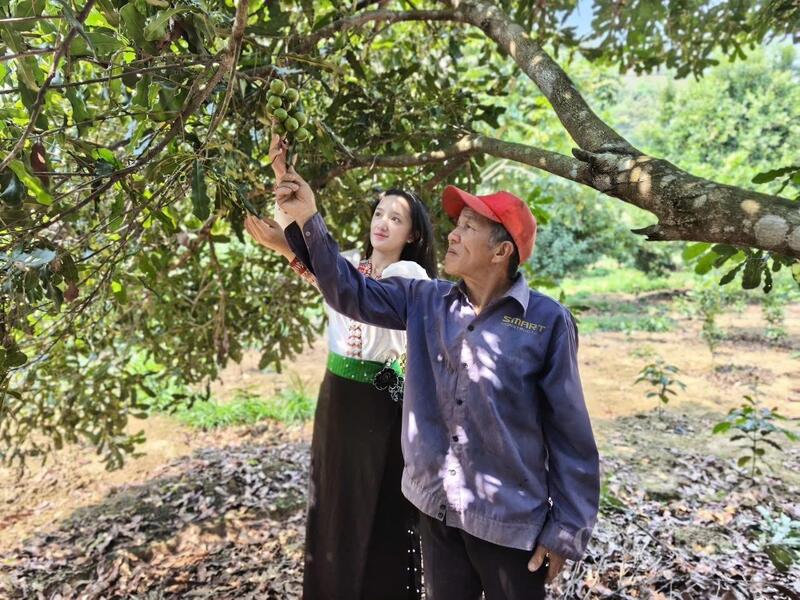 Nông dân xã Tuần Giáo phấn khởi với những lứa quả mắc ca đầu mùa.