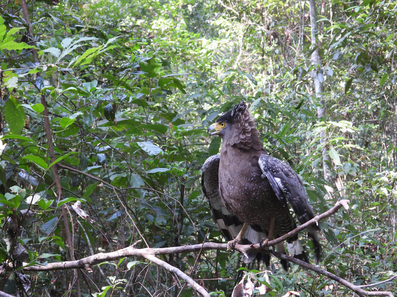 Cá thể Diều hoa Miền điện (Spilornis cheela) được thả về môi trường tự nhiên.