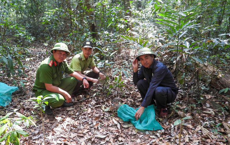 Lực lượng chức năng tiến hành thả các cá thể Tê tê Java (Manis javanica).