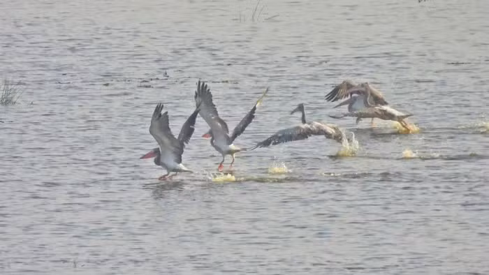 Hình ảnh đàn bồ nông chân xám được ghi nhận tại Vườn quốc gia Tràm Chim. Ảnh: Vườn quốc gia Tràm Chim. 538e719bf7d31e8d47c2jpg.jpg