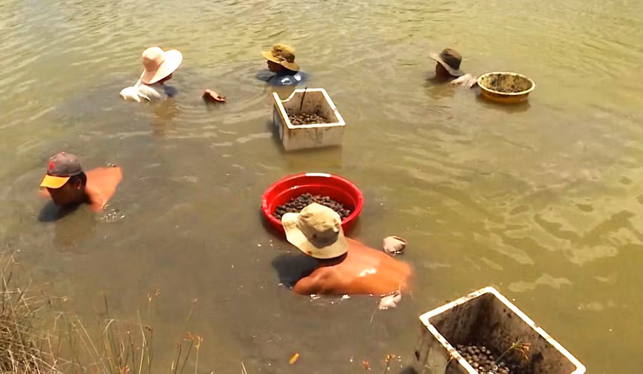 Tổng diện tích sò huyết nuôi thiệt hại 584ha.