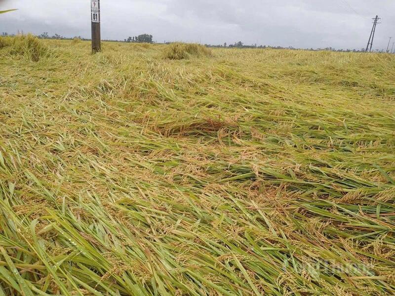 Nhiều héc-ta lúa của bà con bị đổ rạp sau dông lốc. Ảnh: Thành Đô